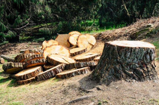 Tree and Shrub Care in Wabash, IN